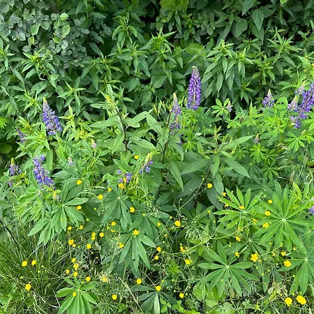 Berglisl - Direkt An Der Schipiste! Neue Mit Sauna Daire *