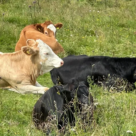 Berglisl - Direkt An Der Schipiste! Neue Mit Sauna